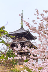 Naklejka premium A Japanese shrine and temple rooftop and telecomunications tower on a hill in Tokyo. 