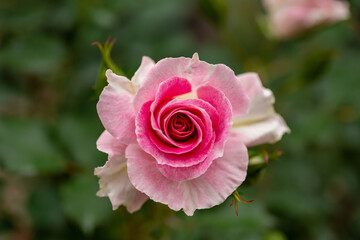 Pink rose in full blooming in Japan