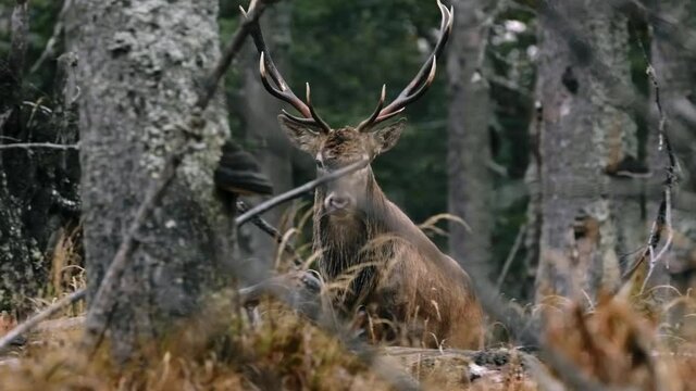 Red deer (Cervus elaphus) male stag in rut roaring, calling, strong animal voice