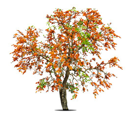 Naklejka na ściany i meble Flame tree or Royal Poinciana or Flame-boyant on isolated, an evergreen leaves plant di cut on white background with clipping path.