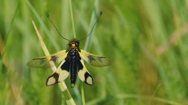 Yellow owlfly Libelloides macaronius, a strange European insect, flight in slow motion