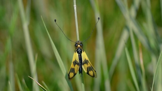 Yellow owlfly Libelloides macaronius, a strange European insect, flight in slow motion