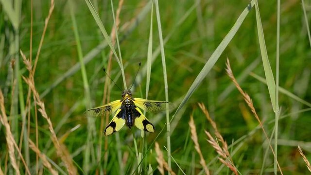 Yellow owlfly Libelloides macaronius, a strange European insect, flight in slow motion