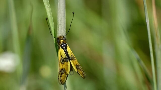 Yellow owlfly Libelloides macaronius, a strange European insect, flight in slow motion