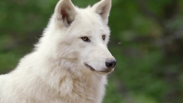 Arctic wolf (Canis lupus arctos) annoyed by flies, mosquito bothering white animal, funny scene