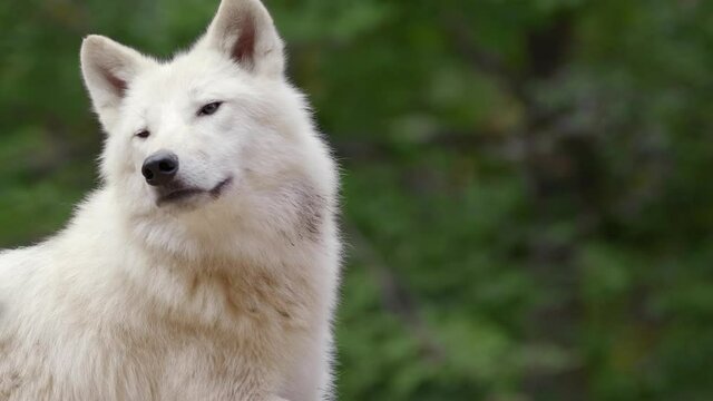Arctic wolf (Canis lupus arctos) annoyed by flies, mosquito bothering white animal, funny scene
