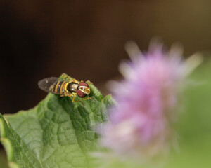Hover Fly Close-Up