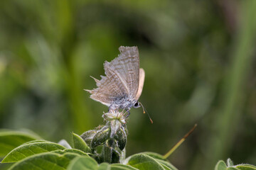Pea Blue Butterfly On Top