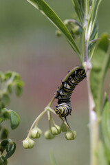 Hanging Monarch Caterpillar