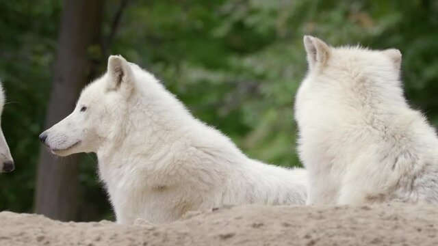 Arctic wolf (Canis lupus arctos) pack, white animal pride, beast family gathering