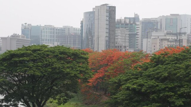 DHAKA, BANGLADESH - MAY 05: Krishnachura or Flame Tree or Gulmohar on the roadside at panthapath on May 05, 2021, in Dhaka, Bangladesh. 