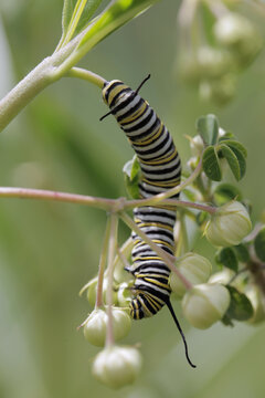 Caterpillar On Milkweed