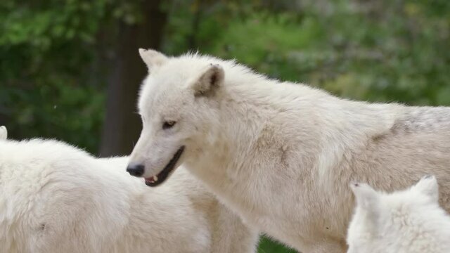 Arctic wolf (Canis lupus arctos) pack, white animal pride, beast family gathering