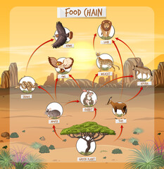 Food chain diagram concept on forest background © blueringmedia