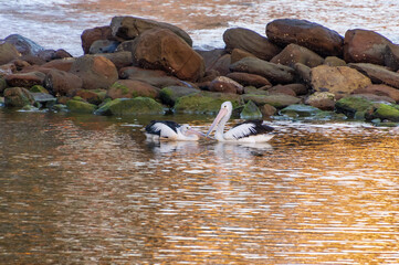 Pelicans and rock pool in the golden sunrise light