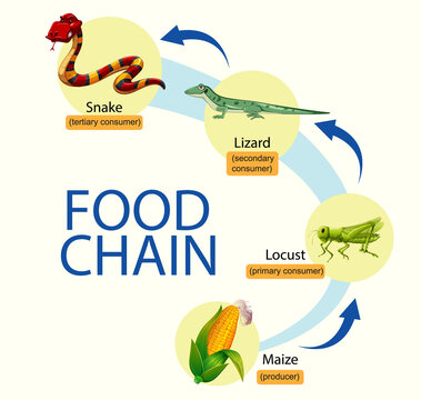 Science food chain diagram