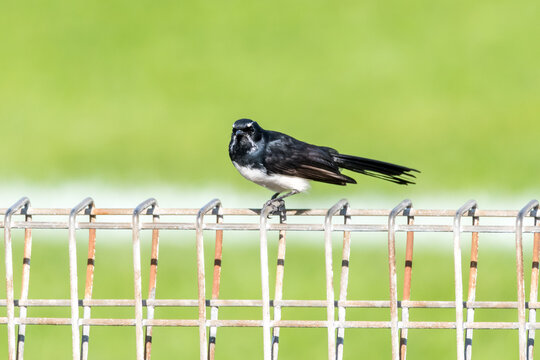 Willie Wagtail on wire fence with green background