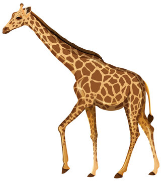 Adult giraffe in standing position on white background