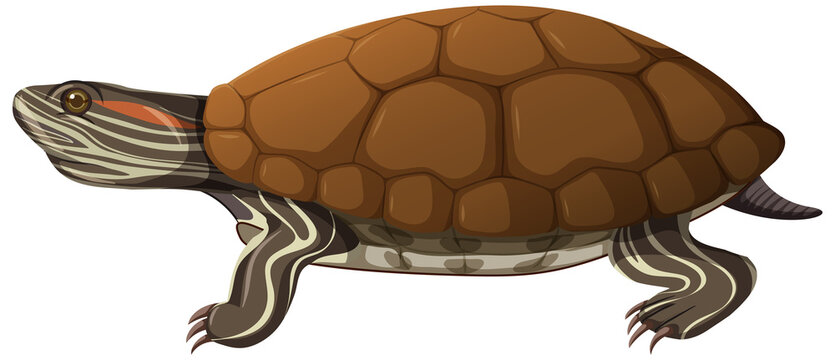Turtle in cartoon style isolated on white background
