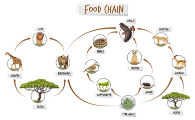 Diagram showing food chain © blueringmedia