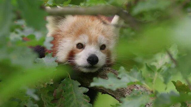 Red panda (Ailurus fulgens) relaxing, cute bear resting in the tree, tired animal leisure