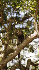 monkey on the tree