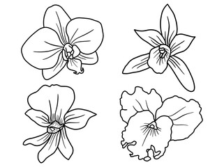 Hand drawing and sketch flower with line art illustration.