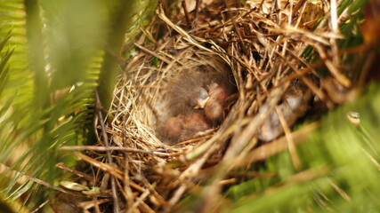 close up of newborn birds