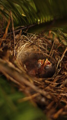 close up of newborn birds
