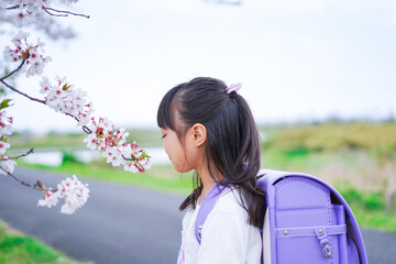 桜が咲く中登校する小さな女の子