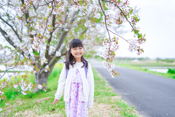 桜が咲く中登校する小さな女の子