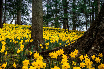 Obraz premium Field of daffodils in Cleveland, Ohio