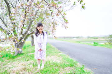桜が咲く中登校する小さな女の子