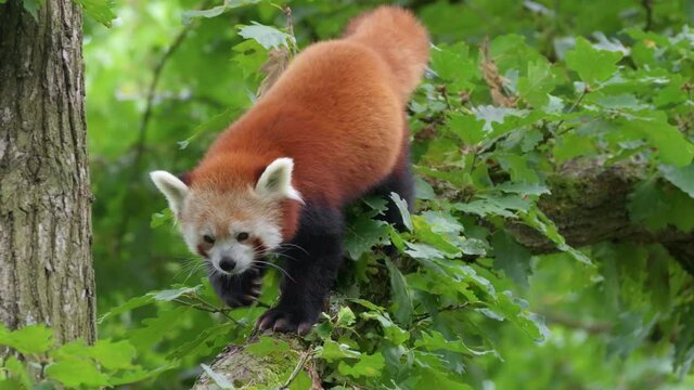 Red panda (Ailurus fulgens) climbing a tree, cute animal in vegetation