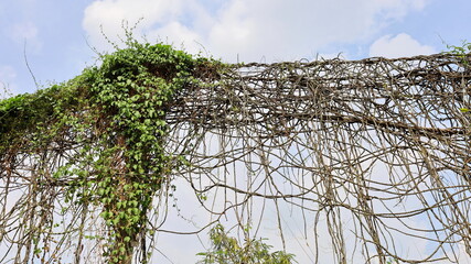 Vines on electric wires. Natural creeper plants that grow on electric wires on a dark background...