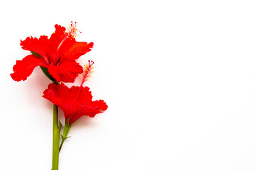 red hibiscus local flora of asia arrangement flat lay postcard style on background white 