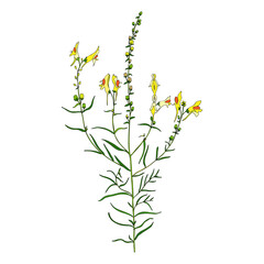 Linaria vulgaris, common toadflax, yellow toadflax or butter-and-eggs is a species of toadflax, snapdragon, Plantaginaceae family hand drawn vector colorful illustration, doodle ink sketch isolated