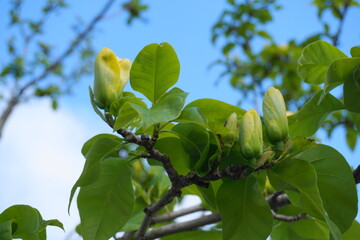 Magnolia blossom. Beautiful yellow flowering magnolia close up. Chinese Magnolia denudata Yellow River ('Fei Huang') with big delicate yellow flowers.
