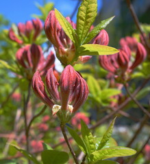 Vivid and showy Mooshatanio Rhododendron flowers close up. Fragrant clusters of large Honeysuckle-like dark red or orange flowers 