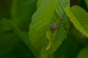 A bedbug on the green leaves of an elm tree.