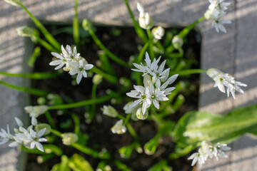 Flowering  wild garlic (Allium ursinum) in the garden. The plant is also known as ramsons, buckrams, broad-leaved garlic, wood garlic, bear leek or bear's garlic. Top view.