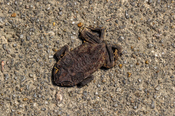 Dried squashed dead frog on the ground