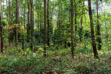 Forest of trees with thin tall straight trunks