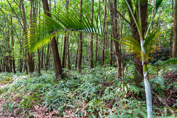 tropical forest with trees