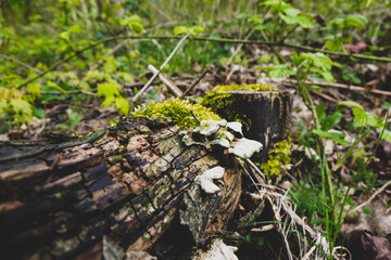 A fallen tree branch with moss