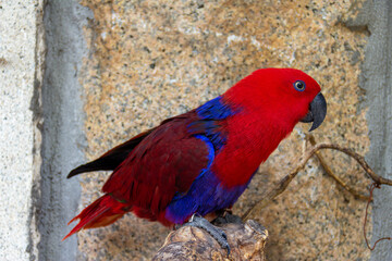  Side profile view of red and blue Electus Parrot against a rock wall  