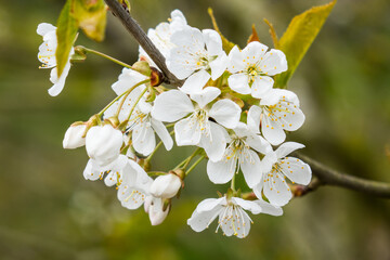 tree blossom in the spring