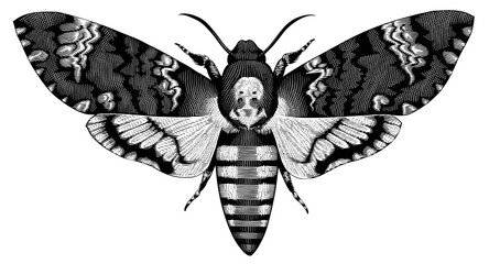Acherontia Atropos. Butterfly Dead Head. Hand drawn engraving. Editable vector vintage illustration. Isolated on white background. 8 EPS - 432269372