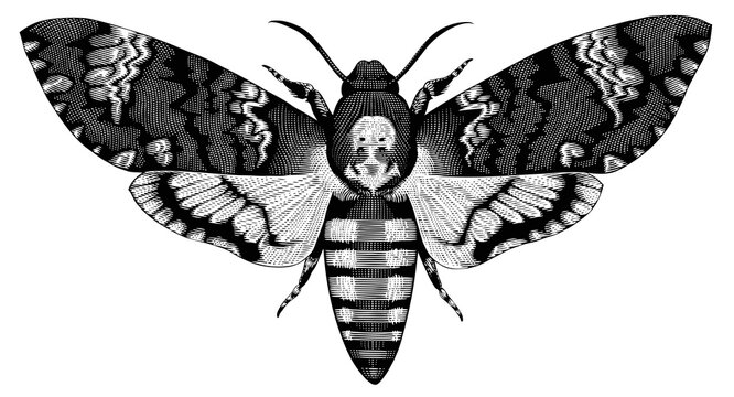 Acherontia Atropos. Butterfly Dead Head. Hand drawn engraving. Editable vector vintage illustration. Isolated on white background. 8 EPS