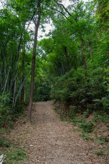  Dirt path in a Chinese forest